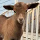 Gilly Goat