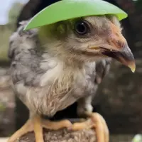 Day Of Chicken Logo