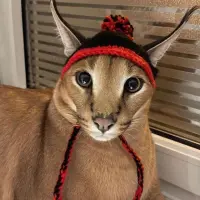 catwifhat Logo