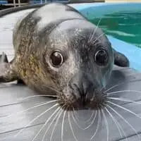 Mango The Seal Logo