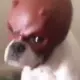BOB THE DOG