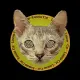 Luscus Cat