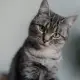 Poseidoncat