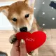Achi