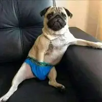 Sexy dog Logo