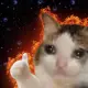 HodlCat