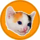 Calico Cat