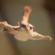 Flips