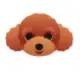 Teddy Dog