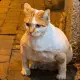 Gigacat Cto