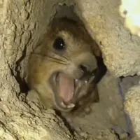 Screaming Hyrax Logo