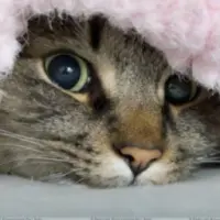 SafeCat INU Logo
