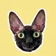 PIXEL the cat