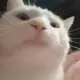CatJAM Token