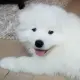 MochiCoin