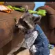 rocket the raccoon