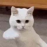 dancing cat Logo