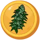 Budzcoin