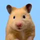 KUTO HAMSTER