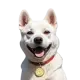 KINTAMANI INU