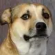 DogWifBaby