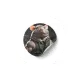Eloncryptorium