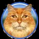 Ragdoll Cat NFT