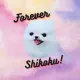 Forever Shikoku