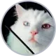Hebei the Cat