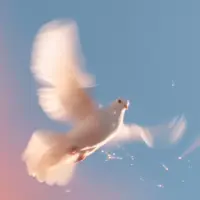 The white dove Logo