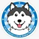 Baby Malamute