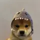 Shark Dog