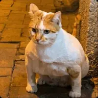 Gigacat Cto Logo