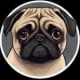 CHUG coin The most memeable dog coin on the world