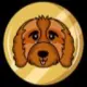 Cavapoo