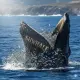 Hungry Whale