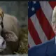 Buffalo Don
