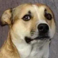 DogWifBaby Logo