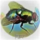 FlieToken