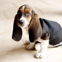 FLOPPY DOG Logo