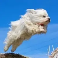 Jumping Dog Logo