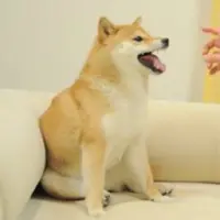 Feisty Doge NFT Logo