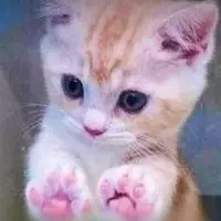 Push cat cto 2 Logo