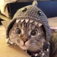 SharkCat Logo