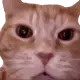 HAHCAT