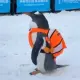wifbag