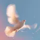 The white dove