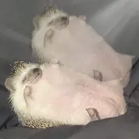 Aura Hedgehog Logo