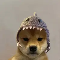 Shark Dog Logo