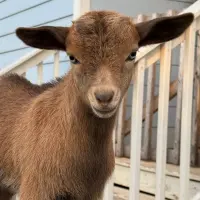 Gilly Goat Logo